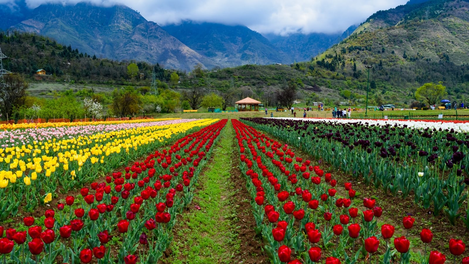 Tulip Special Kashmir Package
